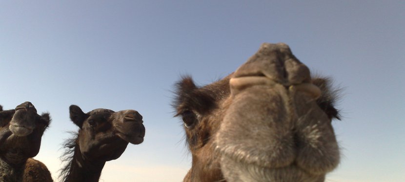 Camel Ranch Visit in Jubail